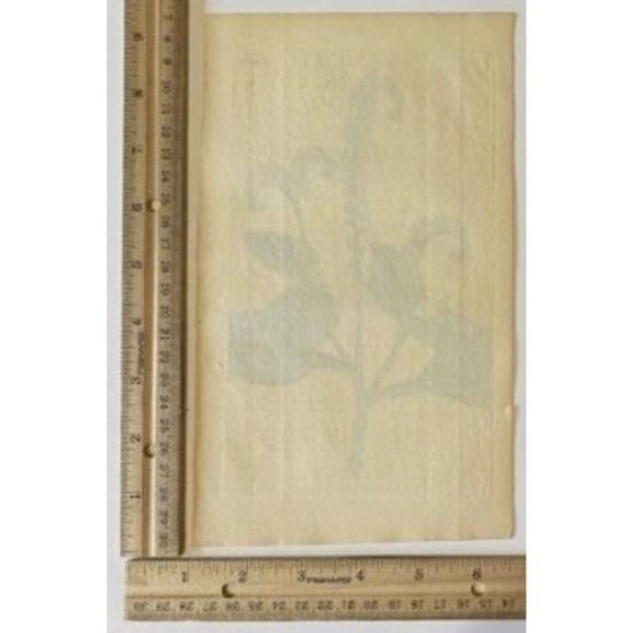 Indian Turnsole or Heliotrope - Curtis's Botanical Mag. 1815 / 1816 Print #1837 - Picture 2 of 4